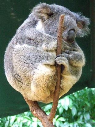 Koala hugging a branch