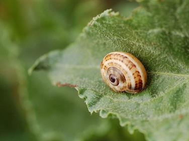 A snail in it's shell sitting on a leaf.